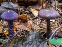 Cortinarius violaceus - mørkviolet slørhat