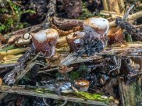 Crucibulum crucibuliforme  - Krukkesvamp : krukkesvamp