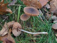 Entoloma - Rødblad