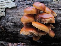 Flammulina velutipes - gul fløjlsfod : svampe