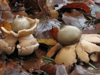 Geastrum- mfl..- Stjernebolde