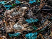 Geastrum triplex - Kødet stjernebold