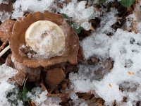 Geastrum triplex - Kødet stjernebold : kødet stjernebold