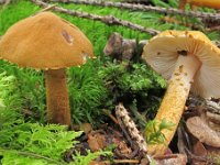 Cystoderma - Grynhat