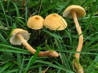 Cystoderma amianthinum  - Okkergul grynhat