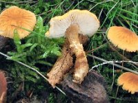 Cystoderma amianthinum  - Okkergul grynhat