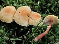 Cystoderma jasonis - Gulkødet grynhat  