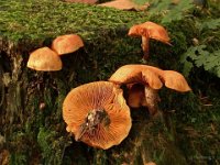 Gymnopilus - Flammehat 