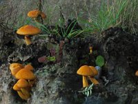 Gymnopilus spectabilis  fibret flammehat 