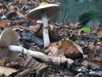 Hebeloma radicosum - pælerods-tåreblad