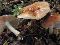 Hebeloma sordescens - anløbende tåreblad  