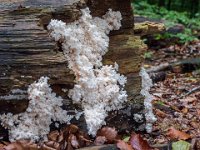 Hericium coralloides  - Koralpigsvamp : koralpigsvamp