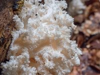 Hericium coralloides  - Koralpigsvamp : koralpigsvamp