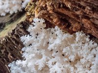 Hericium coralloides  - Koralpigsvamp : koralpigsvamp