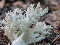 Hericium coralloides  - Koralpigsvamp : koralpigsvamp
