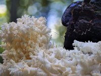 Hericium coralloides  - Koralpigsvamp : koralpigsvamp