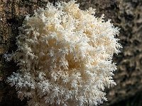Hericium coralloides -  Koralpigsvamp 