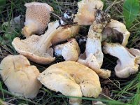 Hydnum sp -Pigsvamp