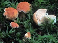 Hydnum sp -Pigsvamp  Fløjstrup Skov, juli 2011 : svampetur