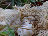 Hydnum sp -Pigsvamp