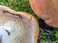 Hydnum sp -Pigsvamp