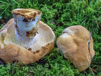 Hydnum sp -Pigsvamp