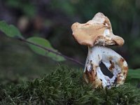 Hydnum sp -Pigsvamp : pigsvamp, svampe