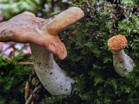 Hydnum sp -Pigsvamp : rødgul pigsvamp