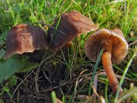 Hygrocybe - Vokshat