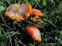 Hygrocybe coccinea -  cinnober-vokshat