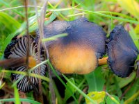 Hygrocybe conica -  kegle-vokshat : kegle-vokshat