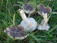 Hygrocybe fornicata - gråbrun vokshat