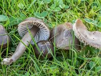 Hygrocybe irrigata - slimet vokshat : slimet vokshat