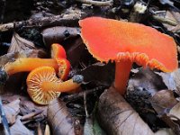 Hygrocybe miniata -  mønje-vokshat : svampe
