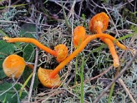 Hygrocybe miniata -  mønje-vokshat : hygrocybe, svampe, sydfyn