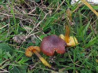 Hygrocybe spadicea - daddelbrun vokshat