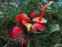 Hygrocybe splendidissima - knaldrød vokshat