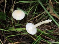 Cuphophyllus virgineus  - Snehvid vokshat
