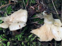 Lactarius albocarneus - Ædelgran-mælkehat 
