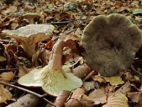 Lactarius blennius - Dråbeplettet mælkehat : svampe