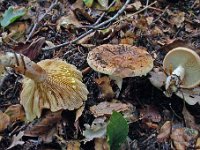 Lactarius chrysorrheus - Svovlmælket mælkehat