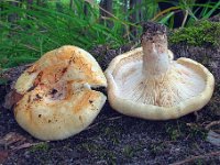 Lactarius evosmus - Bæltet mælkehat
