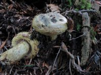 Lactarius necator - Olivenbrun mælkehat - manddraber-mælkehat