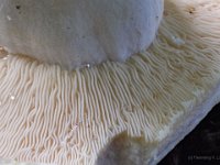Lactarius piperatus - Lactifluus piperatus - Peber-mælkehat : peber-mælkehat