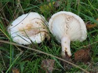 Lactarius pubescens - Dunet mælkehat