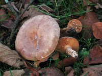 Lactarius pyrogalus - Hassel-mælkehat