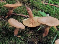 Lactarius quietus - Ege-mælkehat