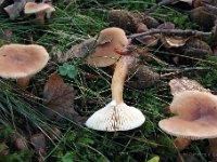 Lactarius subdulcis - Sødlig mælkehat