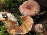 Lactarius torminosus - Skægget mælkehat : svampe