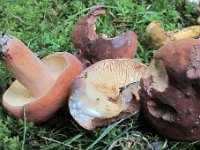Lactarius volemus - Lactifluus volemus - Spiselig mælkehat 